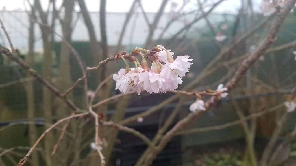 Prunus x subhirtella 'Autumnalis Rosea' 10-12 SS